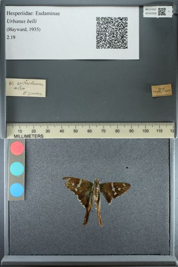 Media type: image;   Entomology 187058